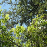 Drought-sensitive shumard oaks (Quercus shumardi) grow under drought-hardy post oaks (Quercus stellata) near Lake Texoma. Eventually, the shumard oaks will replace the post oaks. This process is called mesophication.