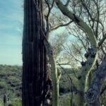 In the Colorado Desert of Arizona, seedlings of saguaro cactus cannot tolerate extreme heat and drought, and they grow under "nurse trees" such as Acacia. Eventually they outgrow the acacia. Adult cactuses can tolerate extreme conditions that their seedlings cannot.