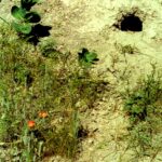 In the Badlands of South Dakota, the grasses are so thick that wildflowers can hardly grow, except where the grasses have been disturbed, for example when prairie dogs dig their tunnels, leaving dirt (fertilized by dung) for the wildflowers to grow, such as milkweed (Asclepias), scarlet globemallow (Sphaeralcea coccinea), and Besseya.