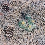 Even though ponderosa pines cover most of the Black Hills of South Dakota, the soil is sometimes thin and dry and small cactuses (such as this Mammilaria) can grow under the pines.