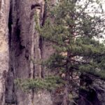 The Black Hills of South Dakota have millions of ponderosa pine trees, but at the highest elevation (here, near Harney Peak) a few subalpine pines have found refuge since the last ice age: the limber pine, Pinus flexilis.