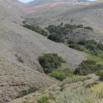 Much of the coast range of California is covered with sage bushes (real sage, genus Salvia) but in the drainage areas there is enough water for live oaks (Quercus) and laurels (Umbellularia) to grow.