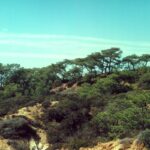 Some species have a very limited range. The California coast range has several species of pines that require fire to open their cones. But no one is entirely sure why one of these species, the Torrey pine (Pinus torreyi) grows only in a few groves near San Diego.