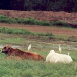 The classic example of commensalism (where one species benefits and the other is unaffected) is cows and cattle egrets. The cows stir up insects in the pasture when they walk. The egrets eat the insects that they would otherwise have to spend a lot of energy flushing out of the grass. The egrets benefit; the cows don't care.