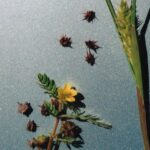 Though their evolutionary lineages have been separate for a hundred million years, caltrops (Tribulus terrestris, on the right) and sandbur grass (genus Cenchris, on the left) have separately evolved sharp spikes on their fruits, which enable the seeds to disperse because the spikes stick in the feet of large animals. This is convergent evolution.