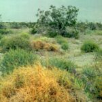 Dodder (genus Cuscuta) is a parasitic plant that has no chlorophyll; it gets all its food and water by sucking it from host plants. They grow on a variety of host plants, including desert shrubs, here seen in Death Valley, California.