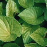 The "dew" on these violet leaves is actually water from guttation. On warm summer nights, root pressure pushes the water through the leaves to the edge, where the xylem pipes end.