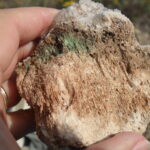 In the gypsum hills of northwest Oklahoma, the surface soil is very dry. Cyanobacteria can live in the gypsum, not on the surface but down inside the rock.