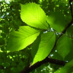 In deep shade, an understory plant might get most of its sunlight energy for the day in a sunfleck of short duration, as is the case with this elm tree (Ulmus americana).