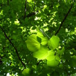 In deep shade, an understory plant might get most of its sunlight energy for the day in a sunfleck of short duration, as is the case with this redbud tree (Cercis canadensis).