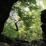 Northeast Oklahoma is too hot and dry for sugar maple (Acer saccharum) forests. Sugar maples grow on the cooler, wetter north sides of cliffs, however.
