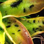 Pinguicula, a carnivorous plant in British Columbia, captures insects in the sticky layer on its leaves, then absorbs the juices from digesting them. Carnivorous plants get only nutrients, not calories, from the insects they entrap.