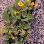 In the Sierra Nevada foothills, the only place to find Mimulus dudleyi is in the cracks of granite boulders during the wet spring. The rock surface is too dry for Mimulus, but the roots can grow deep in the cracks. Mimulus is too small to compete with the plants in the surrounding grasslands, which also have enough moisture.