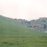 In the Sierra Nevada foothills of California, blue oaks (Quercus douglasii) grow only amidst granite boulders, not out in the grasslands. Why? Possibly it is because the rock fissures offer a refuge from grazing animals that would otherwise eat or step on them.