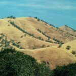 In the Sierra Nevada foothills of California, live oaks grow on the north-facing slopes and dry grasslands cover the south and west facing slopes.