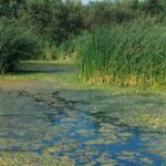 This beautiful salt marsh near Arcata, California, is actually their sewage treatment plant. The bacteria living in the plant root zone break down the sewage.