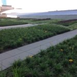 In Fort Worth, Texas, a hotel rooftop is an excellent place for a garden. A "green roof" can help cool the building and absorb rain water that would otherwise drain into the street.