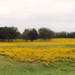 Helenium amarum, a yellow wildflower, has overgrown many pastures in Oklahoma as a result of overgrazing.