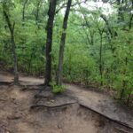 This photo, from a post oak woodland on Turkey Mountain outside of Tulsa, Oklahoma, shows that tree roots help to prevent soil erosion.