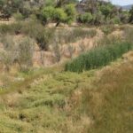 San Andreas fault near Parkfield, California. Water, soil, and aquatic plants have filled the fault. The Pacific Plate slips against the North American plate at this location.