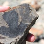 Miocene era leaf specimens (15 million years old) from Fossil Bowl, a deposit south of Coeur-D'Alene, Idaho. Possibly a sweetgum or mulberry. These are actual leaves, not fossilized, and some still have the fall colors from the autumn day they fell into the sediments. The leaves quickly turn black (into carbon) upon exposure to the air. DNA (probably bacterial, possibly from chloroplasts) has been extracted from some of the specimens before they carbonized.