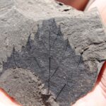 Miocene era leaf specimen (15 million years old) from Fossil Bowl, a deposit south of Coeur-D'Alene, Idaho. These are actual leaves, not fossilized, and some still have the fall colors from the autumn day they fell into the sediments. The leaves quickly turn black (into carbon) upon exposure to the air. DNA (probably bacterial, possibly from chloroplasts) has been extracted from some of the specimens before they carbonized.