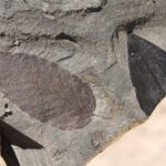Miocene era leaf specimens (15 million years old) from Fossil Bowl, a deposit south of Coeur-D'Alene, Idaho. These are actual leaves, not fossilized, and some still have the fall colors from the autumn day they fell into the sediments. The leaves quickly turn black (into carbon) upon exposure to the air. DNA (probably bacterial, possibly from chloroplasts) has been extracted from some of the specimens before they carbonized.