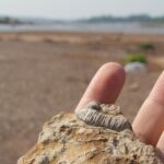 Crinoid stalk fossil, about 110 million years old, from a creek (limestone formation) in south central Oklahoma.