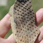 Fossil impression of bark from a lepidodendrid tree from a Carboniferous forest about 300 million years old in Oklahoma. Lepidodendrids had scaly bark. Coal seams nearby. This is a reverse fossil in which minerals accumulated in the holes left by scales in the bark.