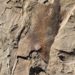 Fossil impression of bark from a lepidodendrid tree from a Carboniferous forest about 300 million years old in Oklahoma. Lepidodendrids had scaly bark. Coal seams nearby.