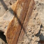 Fossil impression of wood from a lepidodendrid tree from a Carboniferous forest about 300 million years old in Oklahoma. Coal seams nearby.