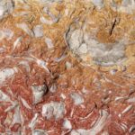 Fossil of a bed of Texigryphaea mollusks, about 110 million years old, from south central Oklahoma. Colors are from minerals, primarily iron.