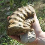 Ammonoid fossil, about 110 million years old, from a creek (limestone formation) in south central Oklahoma.