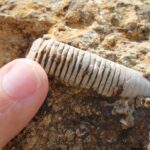 Crinoid stalk fossil, about 110 million years old, from a creek (limestone formation) in south central Oklahoma.