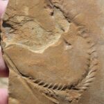 Fossilized worm track in a sedimentary rock in southern Oklahoma.