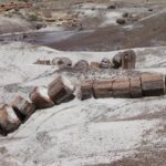 An entire petrified log, about 260 million years old. Petrified Forest National Park, Arizona.