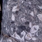 Fossiliferous rock near Snowbird, Utah.