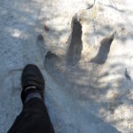 Fossilized footprint of a small carnivorous dinosaur Acrocanthosaurus, which walked here in a shallow sea 110 million years ago. Paluxy River, Dinosaur Valley State Park, Texas.
