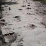 Fossilized footprints of a large herbivorous sauropod dinosaur Paluxysaurus, which walked here in a shallow sea 110 million years ago. From the distances between footprints in the trackway, and knowing the size of the dinosaur, the speed can be calculated. Paluxy River, Dinosaur Valley State Park, Texas.