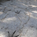 Fossilized footprints of a small carnivorous dinosaur Acrocanthosaurus, which walked here in a shallow sea 110 million years ago. From the distances between footprints in the trackway, and knowing the size of the dinosaur, the speed can be calculated. Paluxy River, Dinosaur Valley State Park, Texas.