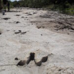 Fossilized footprints of a small carnivorous dinosaur Acrocanthosaurus, which walked here in a shallow sea 110 million years ago. From the distances between footprints in the trackway, and knowing the size of the dinosaur, the speed can be calculated. Paluxy River, Dinosaur Valley State Park, Texas.