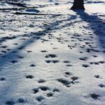 Leaves melt their way into the snow in Minnesota. Leaves absorb sunlight and become warm while the snow reflects the sunlight and remains cold.
