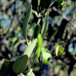 Jojoba bushes (Simmondsia chinensis, here in Arizona) have separate male and female plants. The female plants produce seeds but no pollen. The mature fruits are a good source of heat-stable wax with potential industrial uses.