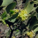 Jojoba bushes (Simmondsia chinensis, here in Arizona) have separate male and female plants. The male plants produce only pollen but no seeds.