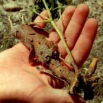 The prairie turnip in the Badlands of South Dakota is not really a turnip; Psoralea esculenta is a lupine. But it stores a lot of food in an underground stem. It was, and remains, a favorite food of Native peoples of the region.