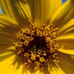 This Balsamorhiza sagittata inflorescence in the Black Hills of South Dakota shows the typical flower of the family Asteraceae: it is a composite of dozens of disc flowers in the center and ray flowers around the outside. As seen in a different photo in this folder, some composite inflorescences consist only of disc or only of ray flowers.