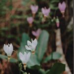 Populations of plants contain genetic or epigenetic variation. Often some of the flowers will have the normal color, while others are white, because of a mutation that blocks pigment production. This is Dodecatheon pulchellum in the Black Hills of South Dakota.