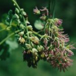 Thalictrum dioicum has separate male and female plants. The male plants (on the left) produce only stamens and the female plants (on the right) produce only stigmas.