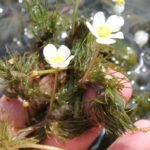 Some buttercups (genus Ranunculus) grow in water, as in a stream in the Black Hills of South Dakota. The flowers open above the water, where bees find them; but the leaves grow underwater, and are finely divided, to more effectively absorb dissolved carbon dioxide from the water.