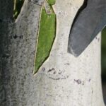 Aspens (Populus tremuloides), here in the Black Hills of Wyoming, grow rapidly. Like other trees, they have green leaves. But in addition to this, they have green photosynthetic tissue (with chlorophyll) underneath the white outer bark. Enough light penetrates the white bark to stimulate the growth of the aspens.